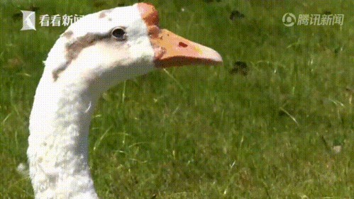 据看看新闻,元宝是家住上海宝山区的蔡女士养了一年半的一只大白鹅