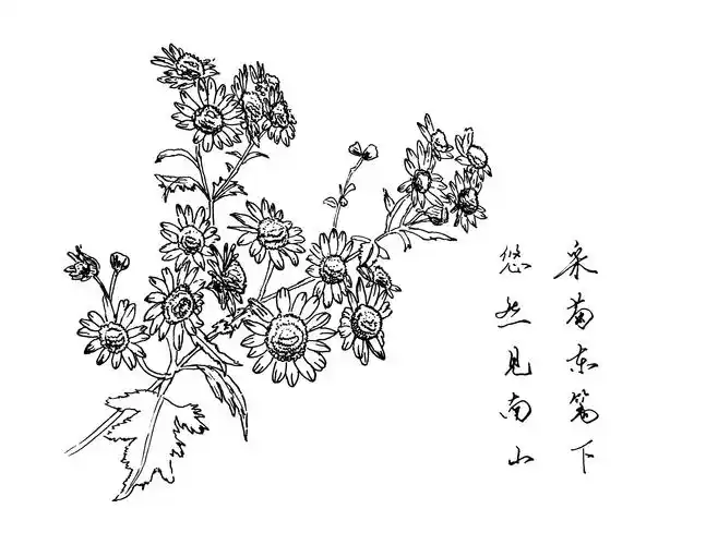 速写白描梅兰竹菊四君子