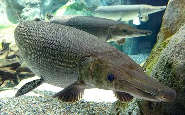 鳄雀鳝是什么鱼?