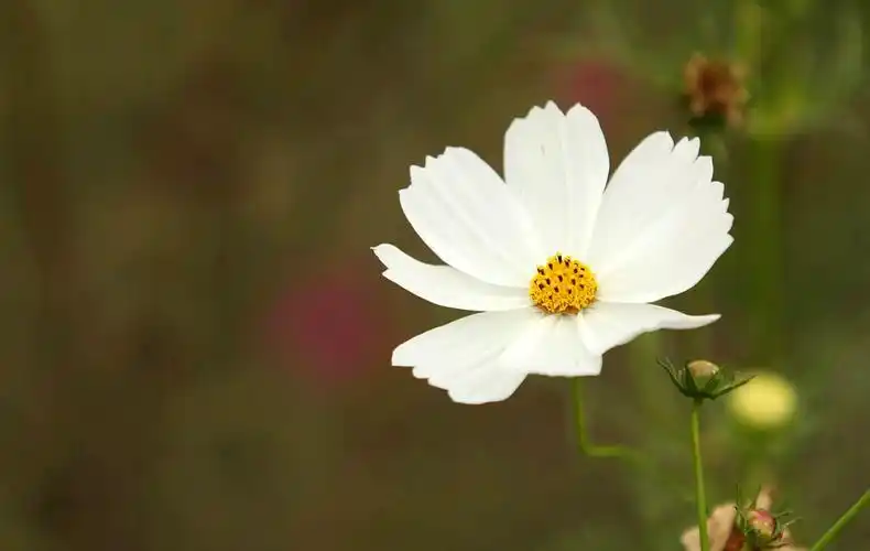 8个温暖治愈人心的精美句子,做个阳光灿烂的人也挺好的