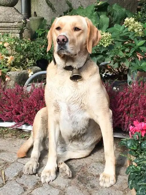 拉布拉多猎犬通常有中等大小的身材,体型结实,肌肉发达,毛发光滑.