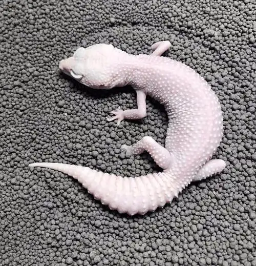 暴风雪豹纹守宫白化贝尔豹纹守宫橘子豹纹守宫黑夜豹纹守宫行为特点