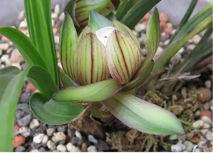 春兰水晶终于自然放花了