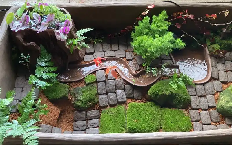 自制庭院风格黄缘缸布景全过程_哔哩哔哩_bilibili