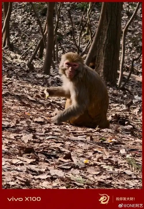#猴子#