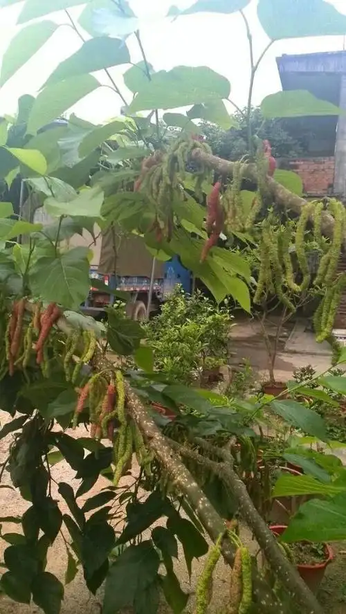 台湾长果桑台湾大果桑