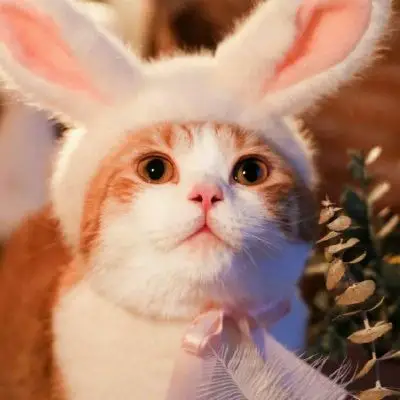 白灏宇:微信头像/可爱/猫咪/少女心/女生