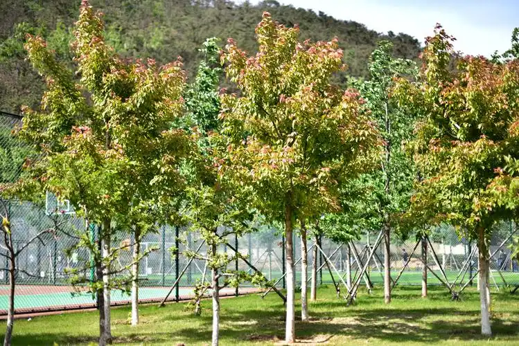 上工程后的红叶复叶槭带给人们更多惊喜