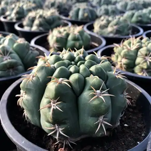 趴刺伏刺海王丸实生精品稀有裸萼球属仙人球曲多肉植物