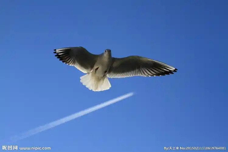 展翅摄影图__鸟类_生物世界_摄影图库_昵图网nipic.com