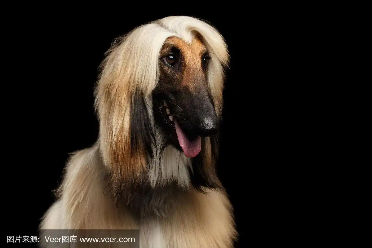 黑色的阿富汗猎犬的大头照