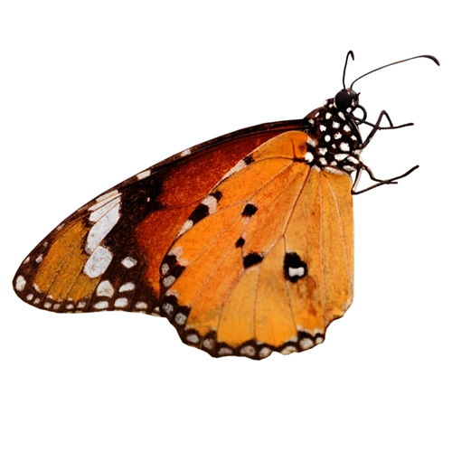 蝴蝶:免抠图png透明素材