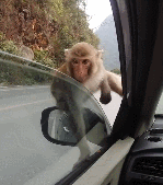 开车时遭小猴子跳上车抢橘子吃,请问可以报警吗,会判多少年呢?