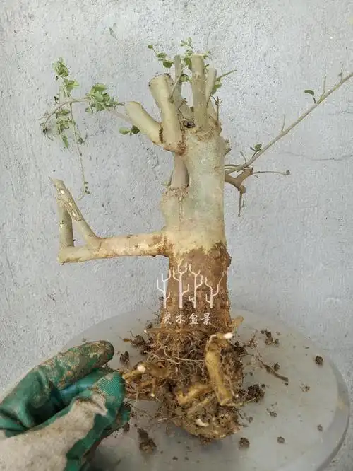 爱木盆景i 对节白蜡小桩材截桩修剪,初次修剪骨架很关键