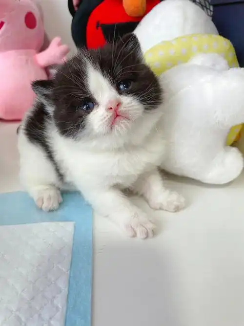 昆明本地黑白英短奶牛熊猫小可爱找家长