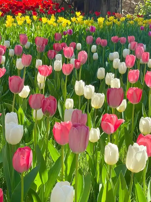 郁金香的花语最浪漫的事和永恒的爱