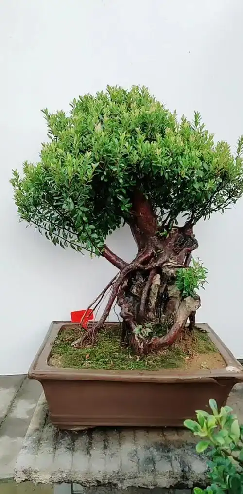 小叶赤楠盆景古桩