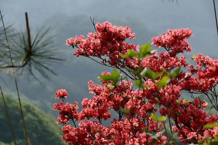 待到山花烂漫时一一苏马荡十里长廊杜鹃红