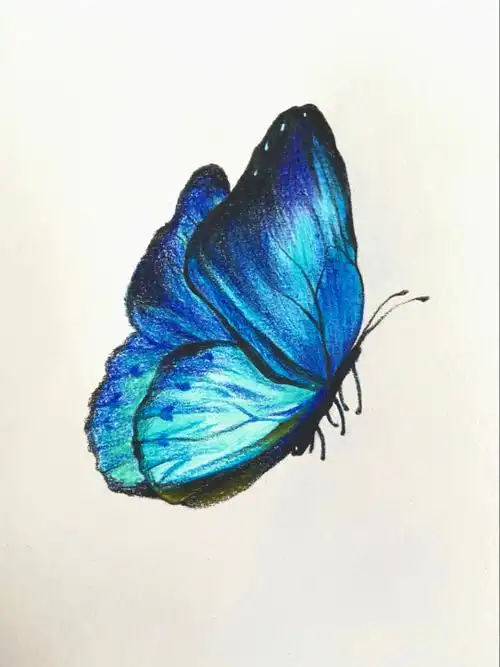 彩铅蝴蝶