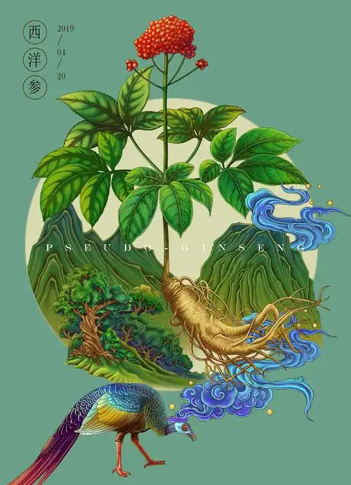 三七与西洋参_林阿馒__插画师作品_涂鸦王国gracg.com