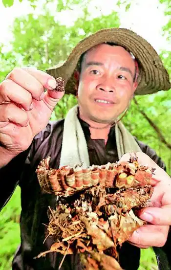 训练繁殖野地蜂侗乡农民收入丰