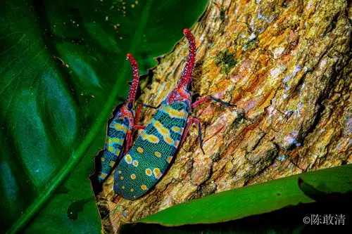 象鼻蜡蝉(龙眼鸡) eos 5d mark iv,ef100mm f/2.