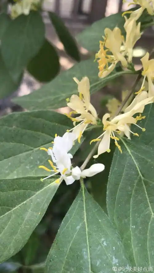 金银忍冬花开正当时