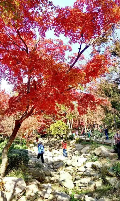 中山公园红叶(手机版)