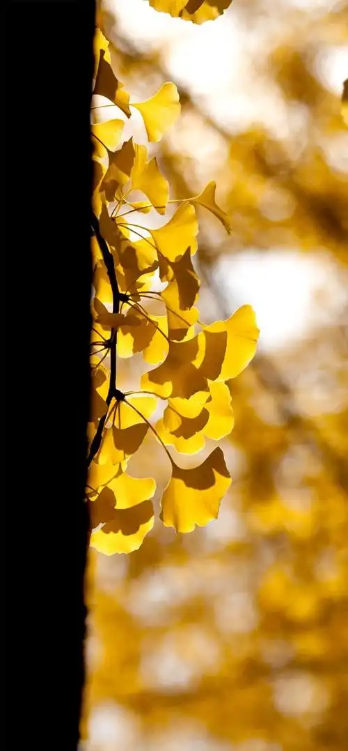 「2k手机壁纸」银杏手机壁纸(12p)