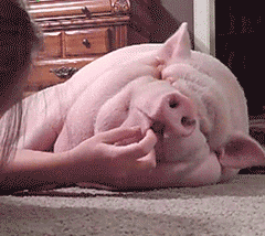 猪宠物小猪宠物猪萌宠gif动图_动态图_表情包下载_soogif