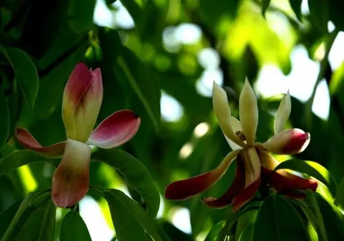 高枝上的舞者 一一 红花木莲