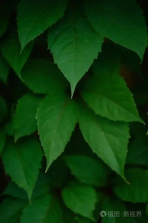 生活绿色栅栏的背景照片-正版商用图片0zrg1u-摄图新视界