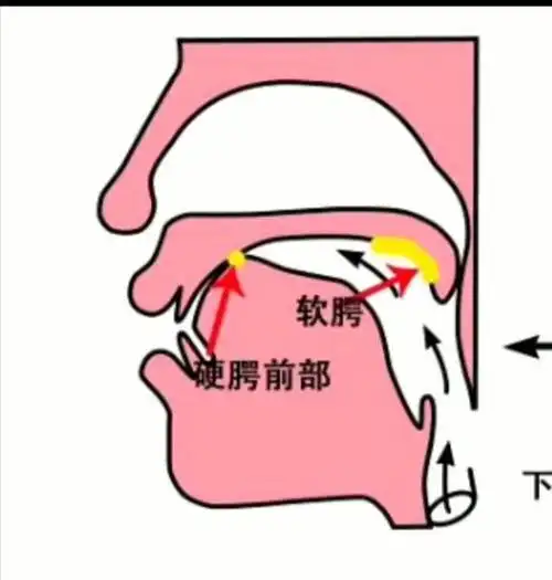 零基础学唱歌,如何让声音穿鼻而过?使声音瞬间具有穿透力!