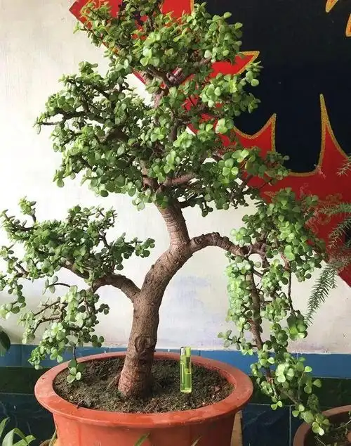 金枝玉叶老桩能扦插吗_金枝玉叶老桩去掉根能插活吗 - 齐齐哈尔诗词网