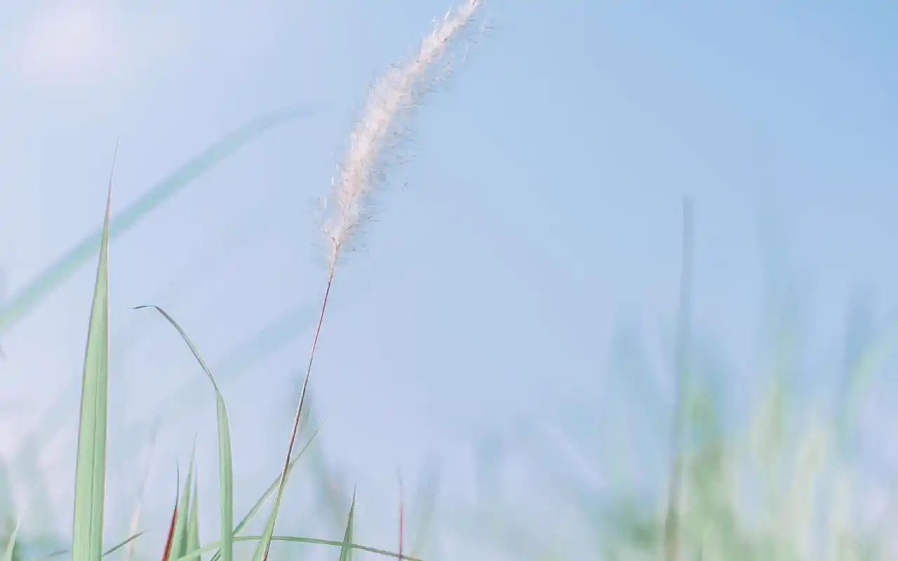 小清新植物花卉风景桌面壁纸