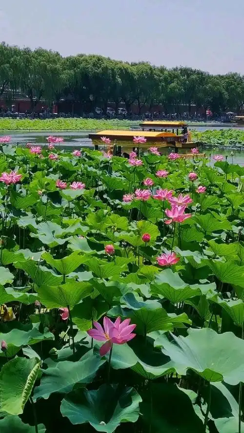 北京皇家园林北海公园进入赏荷季荷花盛开娇艳妩媚鲤鱼戏莲蜻蜓麻雀立