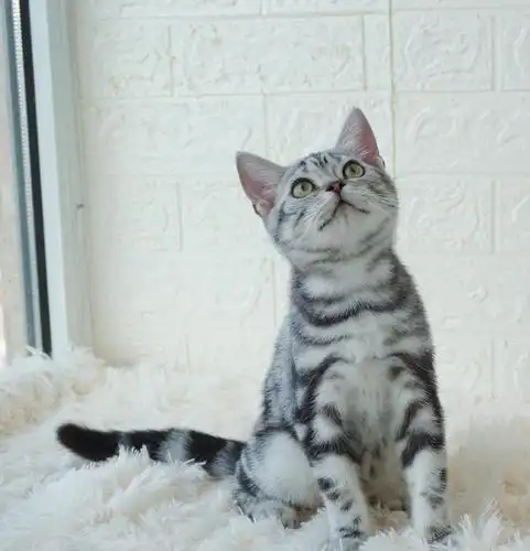 花纹完美,美短银虎斑妹妹,找新家