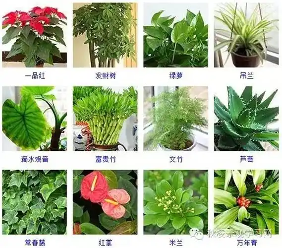 观叶植物大全