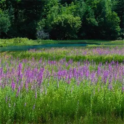 绿水风景头像由美头网小编为大家带来,满屏的绿色让看到的人心旷神怡