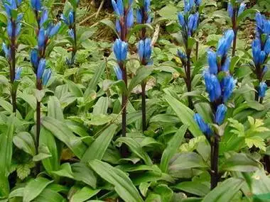 【龙胆草】的功效与作用_药用价值_养殖方法_花卉_绿茶说