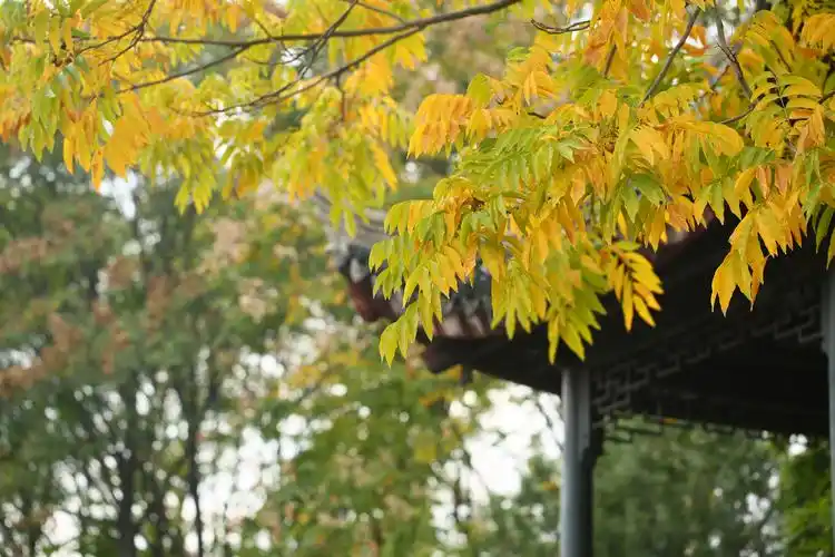 古猗园无患子金叶绚烂令人沉醉