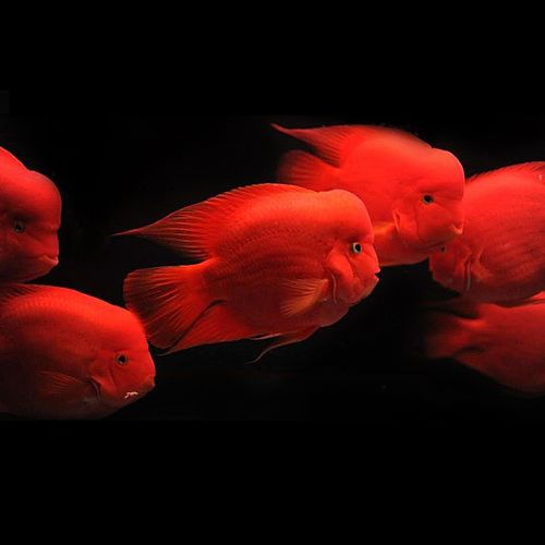 招财鱼财神鹦鹉鱼鼓头鹦鹉红财神热带鱼淡水鱼爆头红财神鱼