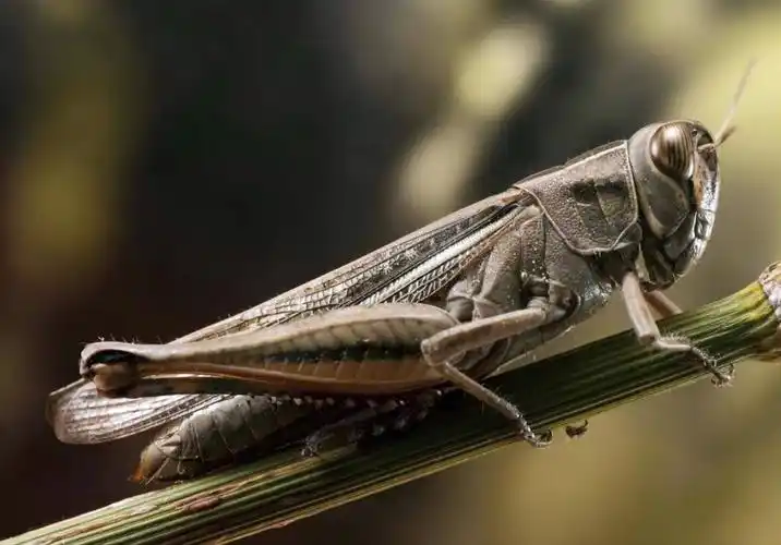 为了完成闺女的生物作业(制做昆虫标本),又迅速回到地里逮蚂蚱,扁担