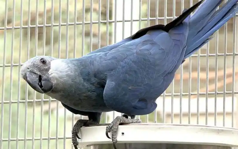 斯比克斯鹦鹉(动物)斯比克斯金刚鹦鹉(学名:cyanopsittaspixii)又名