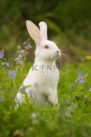 可爱白兔子图片素材_白兔子