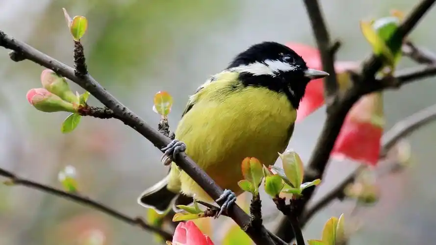 大自然,黄腹山雀,小鸟,超可爱的黄腹山雀壁纸