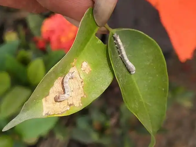 控制虫害,让花带绿意盎然