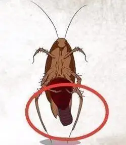 蟑螂产卵的数量很可观.