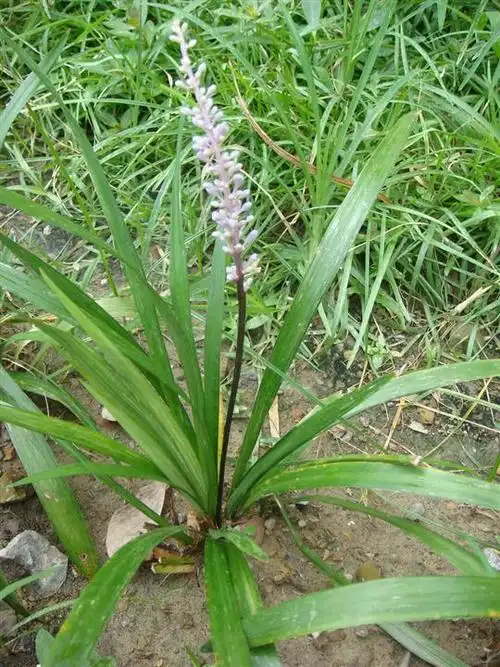 浙江麦冬草@麦冬.