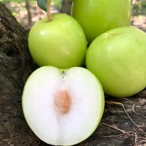 云南元谋青枣小果5斤装